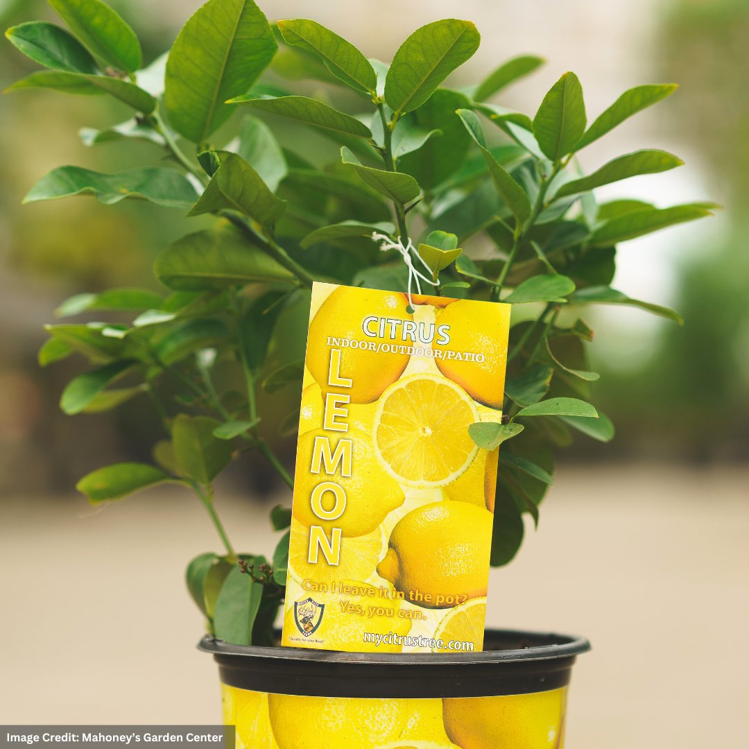Lemon Tree – Ponderosa – #1 Container